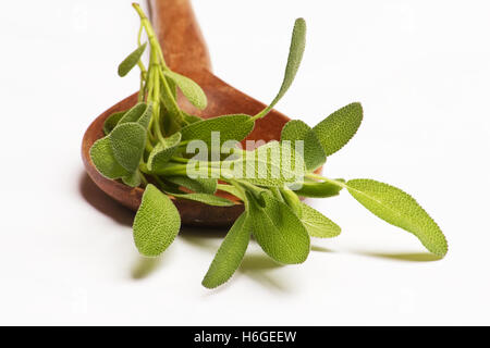 Frischer Salbei (Salvia Officinalis) auf hölzernen Löffel Löffel Stockfoto