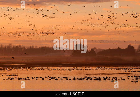 Kanadagans (Branta Canadensis) während des Fluges an Cackler Marsh, Baskett Slough National Wildlife Refuge, Oregon Stockfoto