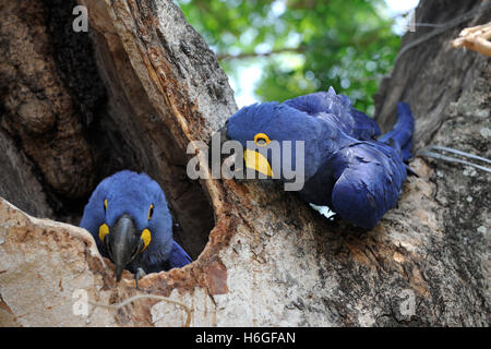 Paarung zweier Hyazinth-Aras an ein Nest Loch in einem Baum in der Nähe von Port Jofre, Pantanal, Brasilien Stockfoto
