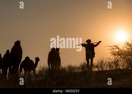 Sonnenuntergang, Silhouette eines Mannes zu Fuß mit seinem Kamel, Pushkar Camel Fair, Pushkar, Rajasthan, Indien Stockfoto