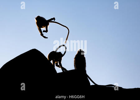 Silhouetten von gemeinsamen Languren oder Hanuman-Affen (Semnopithecus Entellus), Jaipur, Rajasthan, Indien Stockfoto