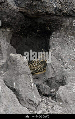 Nördlichen Uhu / Uhu (Bubo Bubo), in ein Loch in einer Höhle versteckt zwischen Felsen in einem Tagebau-Gebiet Tag ruhen. Stockfoto