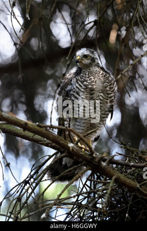 Sparrowhawk / Sperber ( Accipiter nisus ), frisch geburt, junger Mann, auf einem Zweig in der Nähe seines Nestes, beobachten, Wildtiere, Europa. Stockfoto