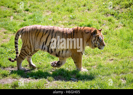 Nahaufnahme der Tiger (Panthera Tigris) zu Fuß auf dem Rasen von Profil gesehen Stockfoto