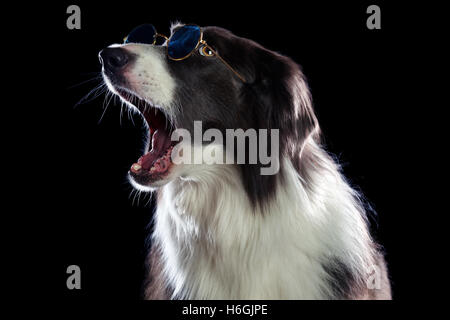 Wunderschöne Border-Collie Hund Gähnen Stockfoto