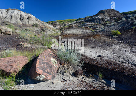 Geologische Formationen, bekannt als "Hoodoos"; Das Ergebnis der Erosion. Badlands, Dinosaur Provincial Park, Alberta, Kanada. Stockfoto