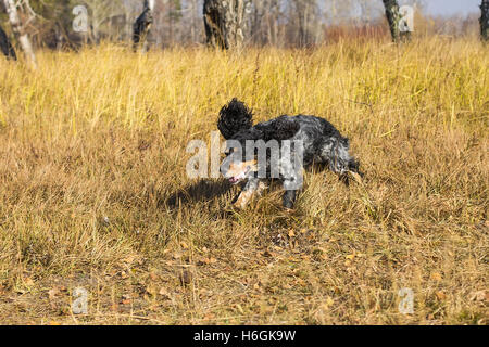 Russischer Spaniel laufen und spielen in gelben Herbst Rasen entdeckt. Stockfoto