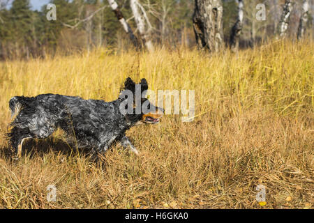 Russischer Spaniel laufen und spielen in gelben Herbst Rasen entdeckt. Stockfoto