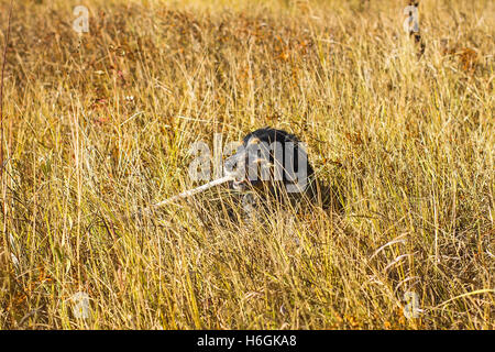 Gefleckte russischer Spaniel mit Stock in der Zähne stehen in gelb Herbst Rasen. Stockfoto