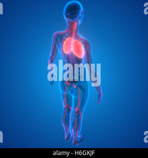 Menschliche Atmungssystem Lungen mit Nervensystem Anatomie Stockfoto