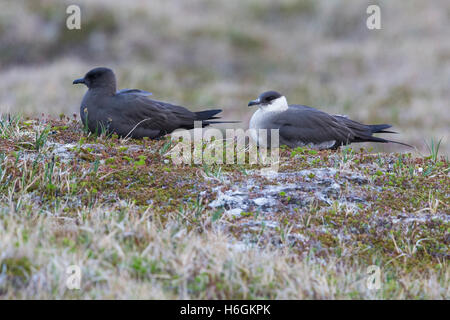 Arktis Jaeger (Stercorarius Parasiticus), paar auf dem Boden Stockfoto