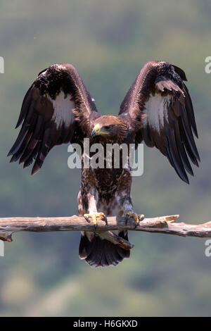 Steinadler (Aquila Chrysaetos), juvenile Landung auf einem Toten Ast Stockfoto