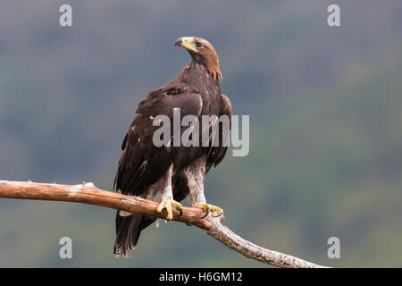 Steinadler (Aquila Chrysaetos), thront auf einem Toten Ast juvenile Stockfoto