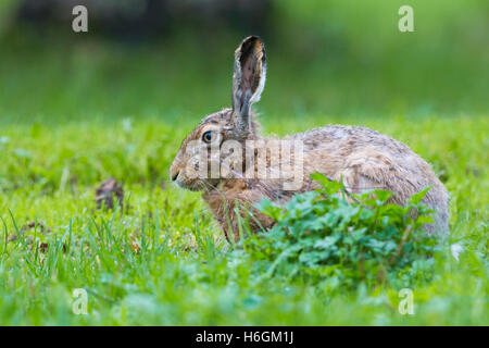 Feldhase (Lepus Europaeus), stehend auf dem Rasen Stockfoto