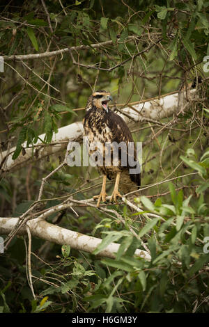 Juvenile Savanne Hawk machen Bereitschaftsdienst branch Stockfoto