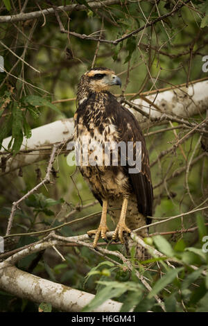 Juvenile Savanne Hawk auf Ast nach rechts Stockfoto