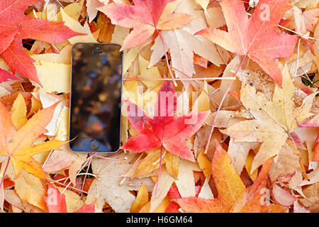 Handy auf dem Boden auf bunte Blätter im Herbst. Stockfoto