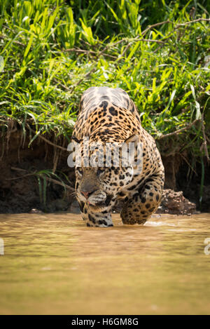 Jaguar nach links zu Fuß durch schlammigen Untiefen Stockfoto