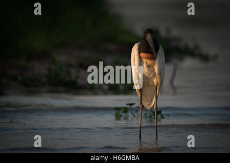 Jabiru stehend in Untiefen in goldenes Licht Stockfoto