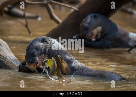Riesiger Otter Verzehr von Fisch neben Vogel Stockfoto