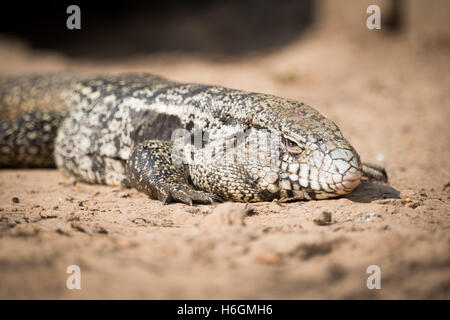 Nahaufnahme des Gemeinsamen tegu Eidechse auf Sand Stockfoto