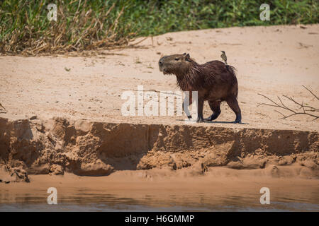 Capybara Kreuzung Sandbank mit Vogel auf Rückseite Stockfoto