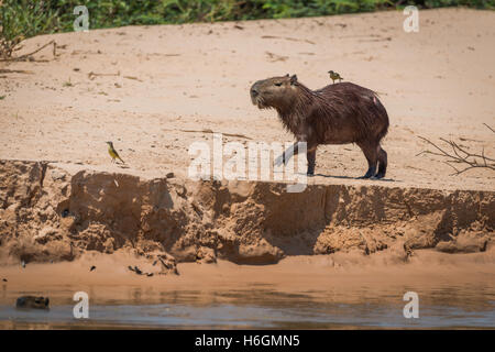 Capybara Kreuzung Sand mit Vogel auf Rückseite Stockfoto