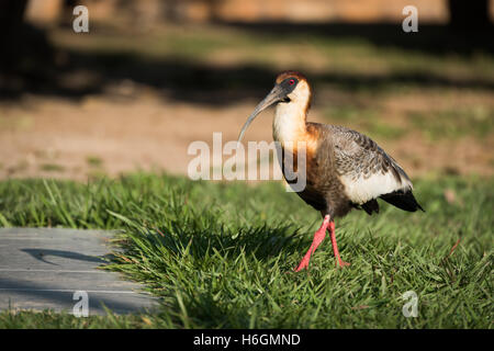 Buff-necked Ibis zu Fuß über die Wiese in der Sonne Stockfoto