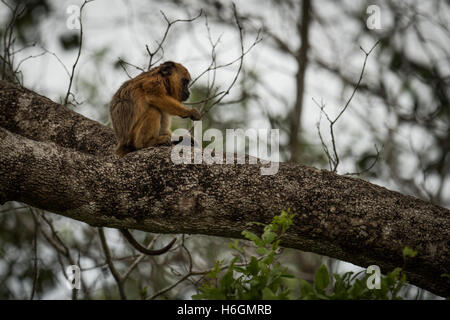 Baby schwarzen Brüllaffen auf Ast Stockfoto