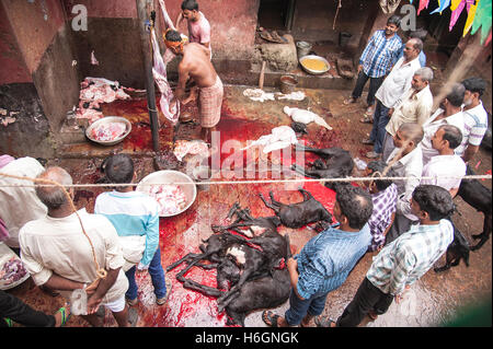 Organe der geopferten Ziegen auf Kali Tempel Kali Ghat West Bengal Kolkata Indien. Stockfoto