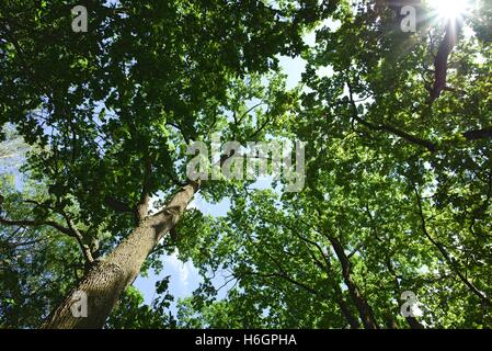 Horizontale Foto mit Blick in die Baumkronen mit der Sonne im Rahmen. Frühling-Szene mit Bäumen voll von grünen Blättern. Himmel ist blau. S Stockfoto