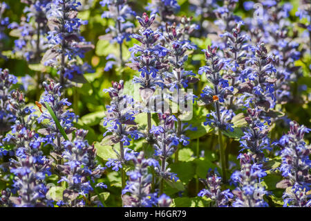 Blühende blaue Bugleweeds Hintergrund Stockfoto