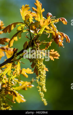 Eiche Zweig im Frühling hautnah Stockfoto