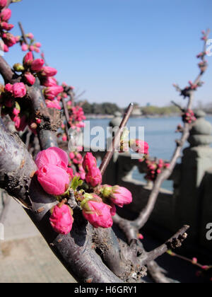 Konzentrieren Sie sich auf die roten blühenden Blumen im Summer Palace im Frühling, Peking, China Stockfoto