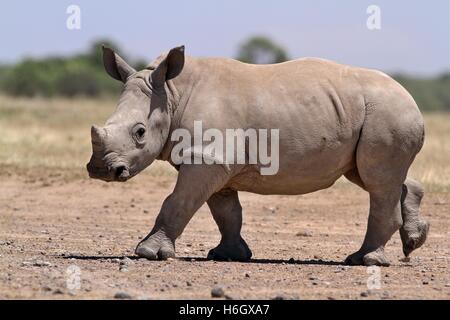 White Rhino Kalb zu Fuß in der Ol Pajeta Conservancy, Nanyuki, Kenia Stockfoto