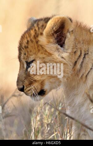 Spielerische Lion Cub auf Ol Pajeta Conservancy, Nanyuki, Kenia Stockfoto