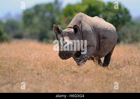 Männliche weiße Nashorn zu Fuß durch Trockenrasen an Ol Pajeta Conservancy, Nanyuki, Kenia Stockfoto