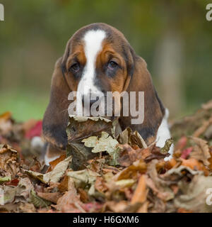 Basset Welpen Stockfoto