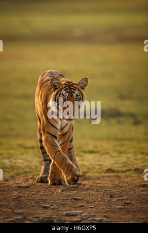 Tiger in einem schönen goldenen Licht in Ranthambhore Nationalpark in Indien. Stockfoto