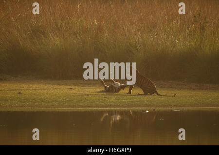 Tiger Cubs erste Aggression direkt am Rajbagh See in Ranthambhore Nationalpark in Indien. Stockfoto