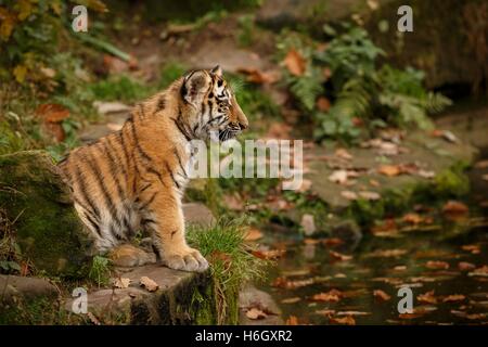 Schöne Tiger Cub sind ruhen/Captive Katze im Zoo/Nürnberg in Deutschland Stockfoto