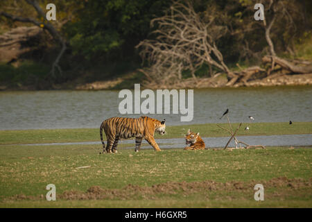 Tiger Cubs erste Aggression direkt am Rajbagh See in Ranthambhore Nationalpark in Indien. Stockfoto