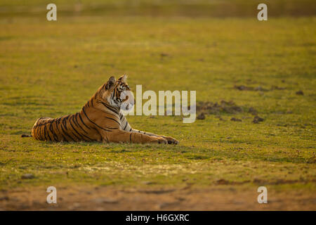 Tiger in einem schönen goldenen Licht in Ranthambhore Nationalpark in Indien. Stockfoto