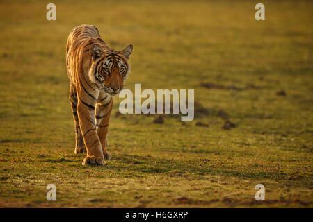 Tiger in einem schönen goldenen Licht in Ranthambhore Nationalpark in Indien. Stockfoto