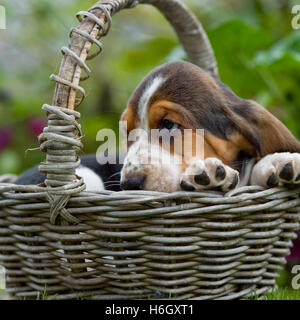 Basset Hound Welpen in einem Korb Stockfoto