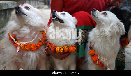 Kathmandu, Nepal. 29. Oktober 2016. Hunde sind am zweiten Tag der religiöses Fest Tihar in Kathmandu verehrt. Tihar ist ein fünf Tage zweitgrößte Festival verschiedene Tiere wie Hund, Kühe und Krähe usw. gewidmet. Bildnachweis: Archana Shrestha/Pacific Press/Alamy Live-Nachrichten Stockfoto