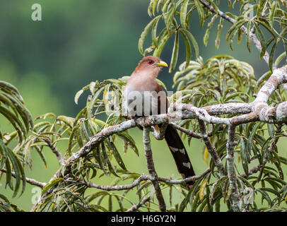 Ein Eichhörnchen Kuckuck (Piaya Cayana) thront auf einem Ast. Yasuni-Nationalpark in Ecuador, Südamerika. Stockfoto