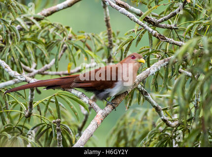 Ein Eichhörnchen Kuckuck (Piaya Cayana) thront auf einem Ast. Yasuni-Nationalpark in Ecuador, Südamerika. Stockfoto