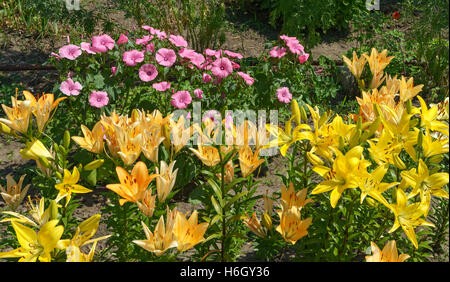 Reihe von reichlich blühende gelbe Lilien vor rosa Lavatera Blüten in hellem Sonnenlicht Sommermorgen. Stockfoto