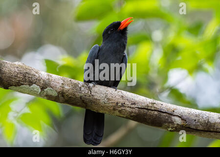 Ein schwarz-fronted Nunbird(Monasa nigrifrons) thront auf einem Ast. Yasuni-Nationalpark in Ecuador, Südamerika. Stockfoto